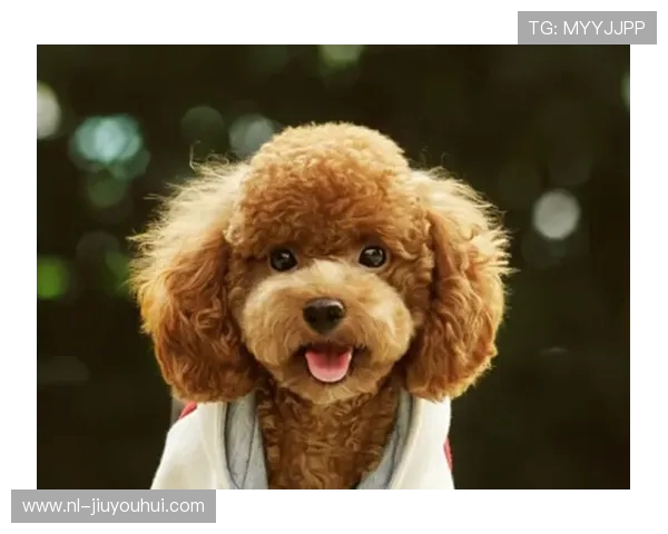 泰迪犬足球训练技巧与方法提升狗狗运动能力和团队协作精神